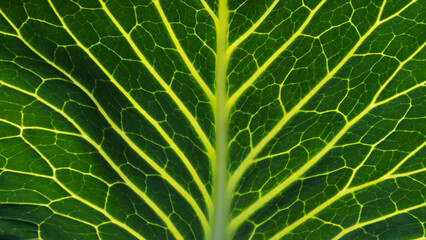 Close-up of the background. A green cabbage leaf illuminated with streaks illuminated from the inside.