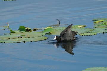 仙台市大沼のオオバン