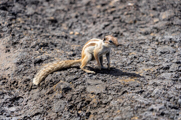 Barbary ground squirrel, Chipmunk, sitting up, on rocks in Fuerteventura, Spain
