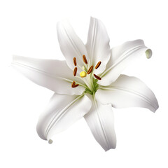 isolated illustration of white lily flower. Created with Generative AI	