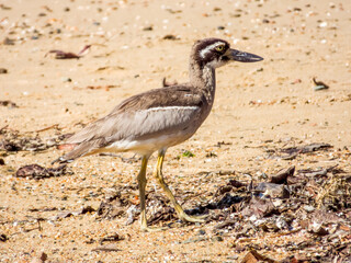 Beach Stone Curlew in Queensland Australia