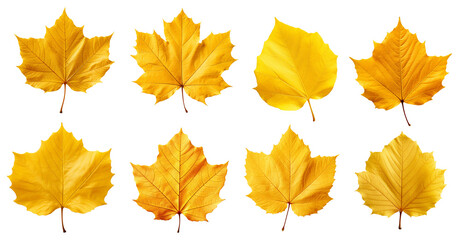 Obraz premium isolated illustrations of autumn leaves. Created with Generative AI