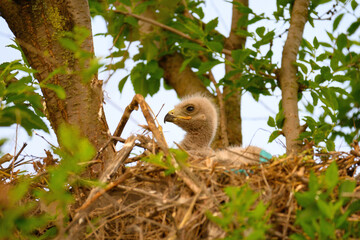 Common buzzard buteo buteo, in the wild