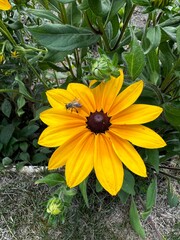 Summer plants and vegetables