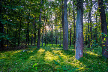 las liściasty latem w Polsce