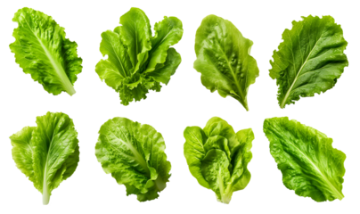 set of isolated illustrations of salad green leaves. Created with Generative AI