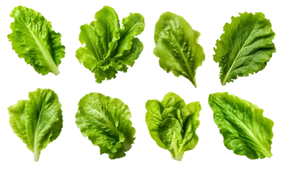Fotobehang set of isolated illustrations of salad green leaves. Created with Generative AI © agrus_aiart