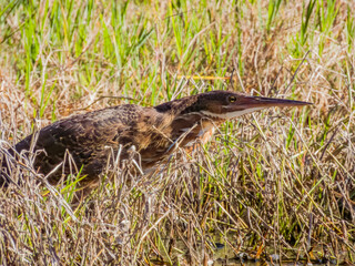 Female Black Bittern in Queensland Australia