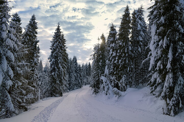 Fototapeta na wymiar Coniferous forest covered with snow, sunset sky with clouds in the background. Road in deep snow.
