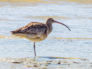 Far Eastern Curlew in Queensland Australia