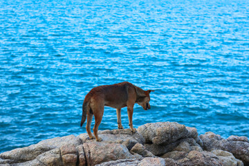 Stray dog on the rocks near the sea