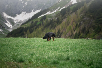 A Happy Bernese Mountain Dog Plays in the Lush Green Grass of the Swiss Alps. Dog in the Alpine mountains.