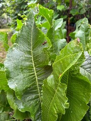 Summer plants and vegetables