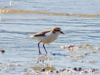 Lesser Sand Plover in Queensland Australia