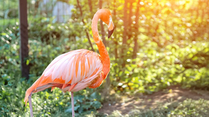 Pink flamingos stands on paw and scratches feathers with beak on bushes background. Genus of birds. Wild animal in reserve