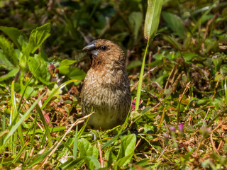 Scaly-breasted Munia in Queensland Australia