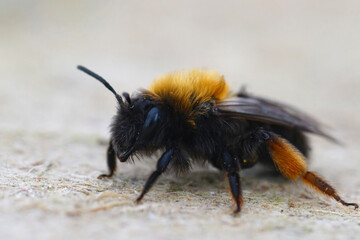 Closeup on a female Clarke's mining bee, Andrena clarkella