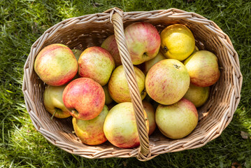 Picked ripe apples in a wicker basket on the grass on sunny summer day in the fruit garden.