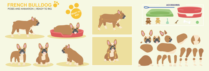 Cute brown and white french bull dog vector collection of poses with multiple angles and accessories. Puppy sleeping, sitting, walking, popular dogs	

