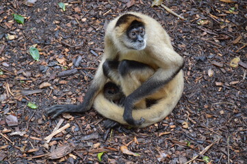 A cute and cheeky spider monkey in Auckland, New Zealand