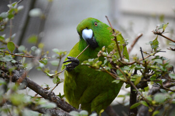 A bright green Kakariki parrot in New Zealand
