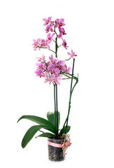 Naklejka na ściany i meble orchid in studio