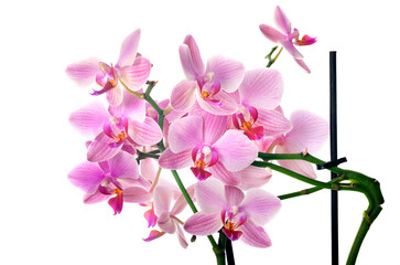 Fototapeta na wymiar orchid in studio