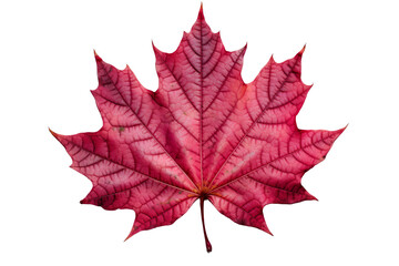 Cut out red maple leaf. Generative AI