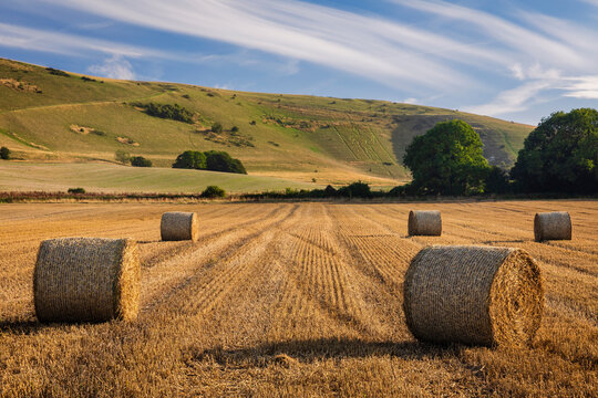 August harvest under the long man of Wilmington on the south downs east Sussex south east England UK