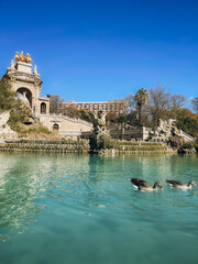 Duck swimming at the lake in the public park in Barcelona