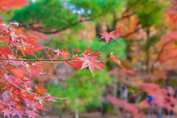 red autumn leaves