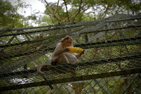 Monkey sitting and eating corn in the zoo - Powered by Adobe