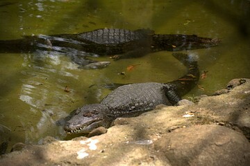 Crocodile sleeping in a waterbody