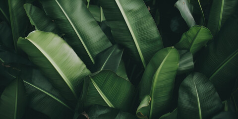 Obraz premium Banana leaves close up. Natural, green, tropical forest leaves background.