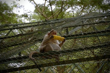 Monkey sitting and eating corn in the zoo