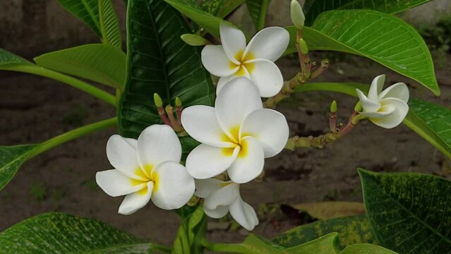 Very colorful and fragrant Plumeria, aka Frangipani flowers in full bloom, filmed in the Philippines.