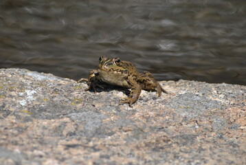 Happy frog in a rock by a river