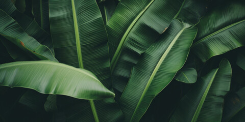 Banana leaves close up. Natural, green, tropical forest leaves background.