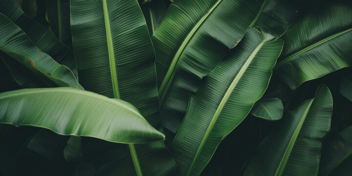 Fototapeta Banana leaves close up. Natural, green, tropical forest leaves background.