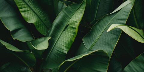 Banana leaves close up. Natural, green, tropical forest leaves background.