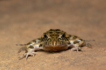 Clicking Stream Frog, Gray’s Stream Frog, Spotted Stream Frog (Strongylopus grayii)	