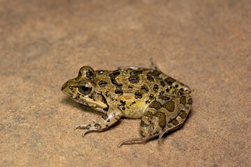 Clicking Stream Frog, Gray’s Stream Frog, Spotted Stream Frog (Strongylopus grayii)	