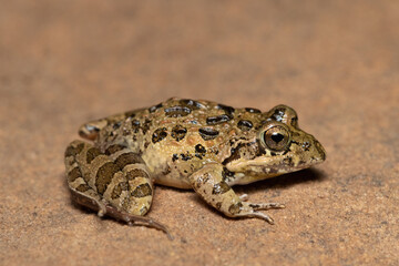 Clicking Stream Frog, Gray’s Stream Frog, Spotted Stream Frog (Strongylopus grayii)	