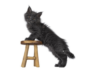 Amazing solid blue Maine Coon cat kitten, standing side ways with paws on little white stool....