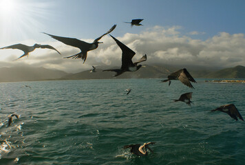 Fototapeta na wymiar some sea birds flying in the caribbean sea