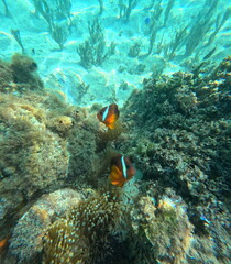 Naklejka na ściany i meble Fiji Island fish exotic coral reef