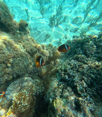 Obraz na płótnie Canvas Fiji Island fish exotic coral reef
