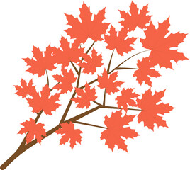 Fototapeta premium Beautiful maple for autumn season design concept element object.