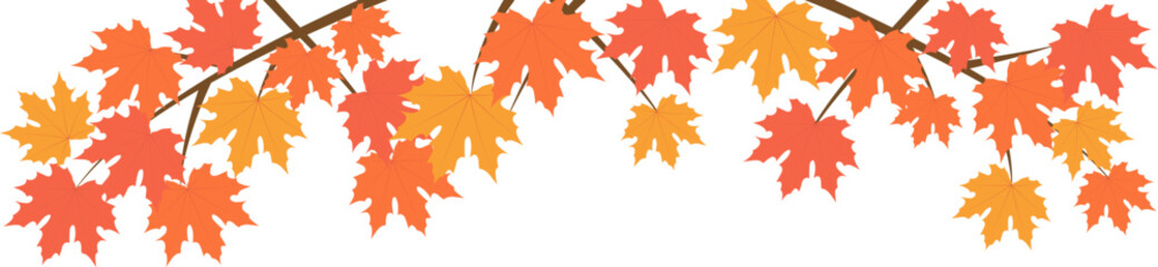 Naklejka na ściany i meble Beautiful maple for autumn season design concept element object.