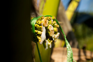 Coconut sap is collected from the coconut palm by a tapper. It's a manually intensive process,...